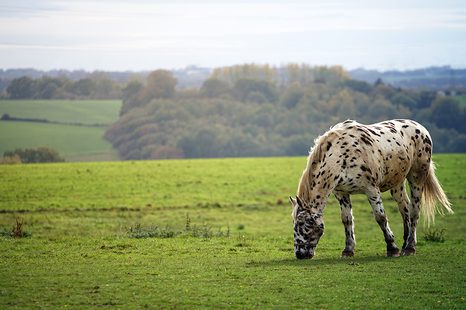 FOTOTAPETE PFERD AUF DER WIESE - TAPETEN MIT TIERMOTIVEN - TAPETEN