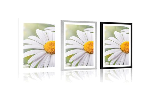 PLAKÁT S PASPARTOU KVĚTINY KOPRETINY - KVĚTINY - PLAKÁTY