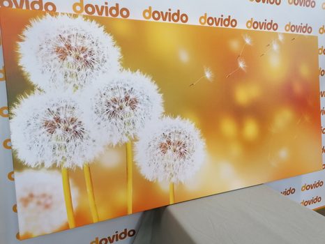 OBRAZ NADÝCHANÁ PAMPELIŠKA - OBRAZY KVĚTŮ - OBRAZY