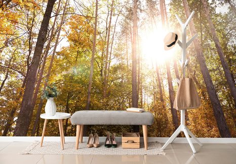 CARTA DA PARATI – FORESTA NEI COLORI AUTUNNALI - CARTA DA PARATI NATURA - CARTA DA PARATI