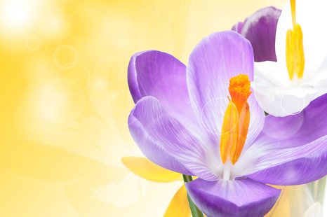 SAMOLEPÍCÍ TAPETA KVĚT V JARNÍM NÁDECHU - SAMOLEPÍCÍ TAPETY - TAPETY