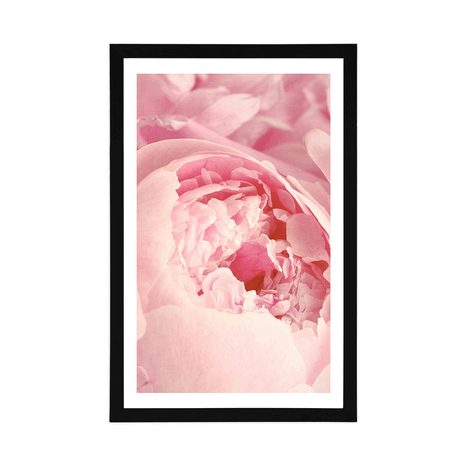 PLAKÁT S PASPARTOU LUPÍNKY KVĚTU - KVĚTINY - PLAKÁTY