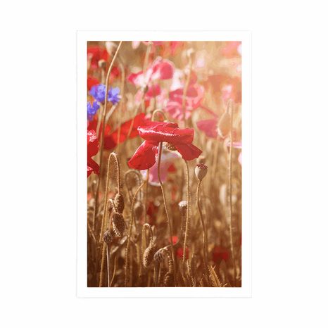 PLAKAT MAK OBASJAN SUNCEM - POLJA I LIVADE - PLAKATI