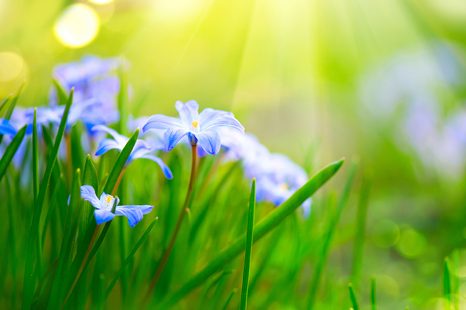 TAPETA KVĚTINY NA LOUCE V JARNÍM OBDOBÍ - TAPETY KVĚTINY - TAPETY