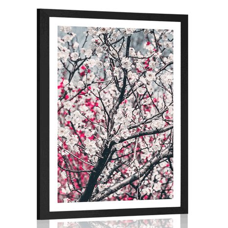 POSTER WITH MOUNT PEACH FLOWERS - FLOWERS - POSTERS