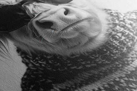 TABLOU VACĂ CU OCHELARI ȘI DEGETUL ÎN SUS - TABLOURI BIVOLI ȘI VACI - TABLOURI