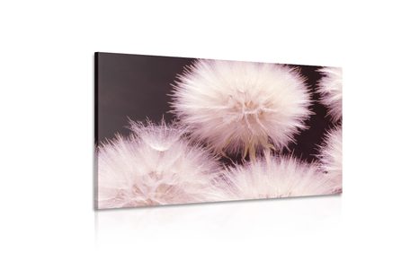 OBRAZ PAMPELIŠKA NA TMAVÉM PODKLADU - OBRAZY KVĚTŮ - OBRAZY