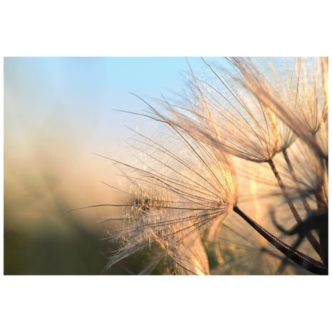 FOTOTAPETE LÖWENZAHN BEIM SONNENAUFGANG - TAPETEN MIT BLUMENMOTIVEN - TAPETEN