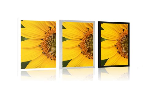 PLAGÁT ŽLTÁ SLNEČNICA - KVETY - PLAGÁTY