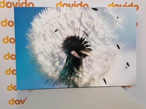 OBRAZ DETAIL PAMPELIŠKY - OBRAZY KVĚTŮ - OBRAZY