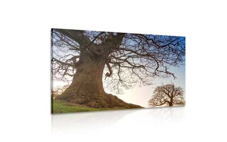 SLIKA SIMBIOZA DREVES - SLIKE NARAVE IN POKRAJINE - SLIKE