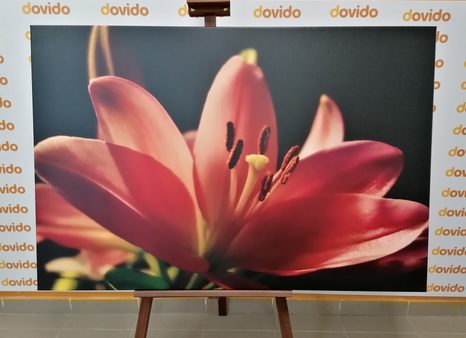 ΕΙΚΌΝΑ ΕΝΌΣ ΌΜΟΡΦΟΥ ΡΟΖ ΚΡΊΝΟΥ ΣΕ ΜΑΎΡΟ ΦΌΝΤΟ - ΠΊΝΑΚΕΣ ΑΠΌ ΛΟΥΛΟΎΔΙΑ - ΠΊΝΑΚΕΣ