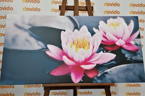 WANDBILD LOTOSBLÜTE IM SEE - BILDER BLUMEN - BILDER