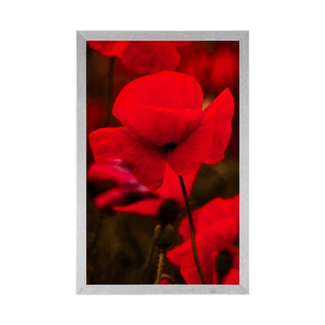 PLAKÁT POLE DIVOKÝCH MÁKŮ - KVĚTINY - PLAKÁTY