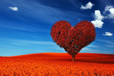 TAPETA NÁDHERNÝ STROM VE TVARU SRDCE - TAPETY PŘÍRODA - TAPETY