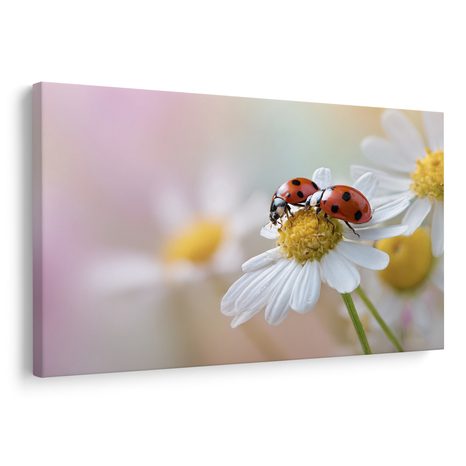 OBRAZ BERUŠKY NA KVĚTINĚ - OBRAZY ZVÍŘAT - OBRAZY