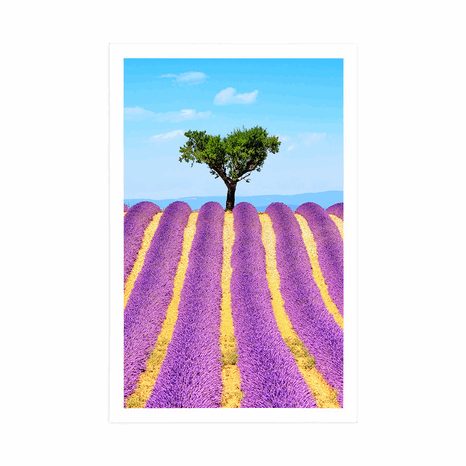 POSTER PROVENZALISCHES LAVENDELFELD - NATUR - POSTER