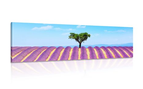 CANVAS PRINT PROVENÇAL LAVENDER FIELD - PICTURES OF NATURE AND LANDSCAPE - PICTURES