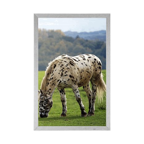 PLAKAT KONJ NA LIVADI - ŽIVOTINJE - PLAKATI