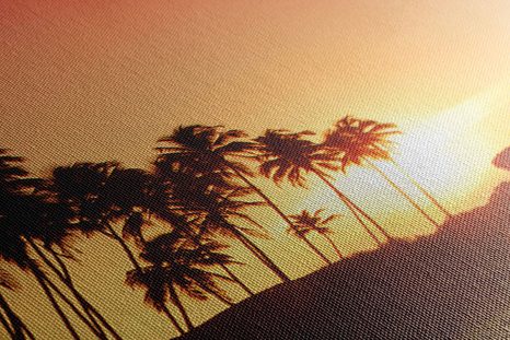 ΕΙΚΌΝΑ ΗΛΙΟΒΑΣΊΛΕΜΑ ΣΤΗ ΣΡΙ ΛΆΝΚΑ - ΠΊΝΑΚΕΣ ΦΎΣΗΣ ΚΑΙ ΤΟΠΊΟΥ - ΠΊΝΑΚΕΣ