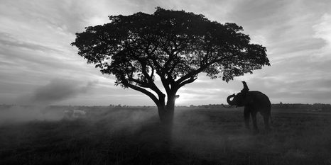 WANDBILD ELEFANT BEIM SONNENAUFGANG IN SCHWARZ-WEISS - SCHWARZ-WEISSE BILDER - BILDER
