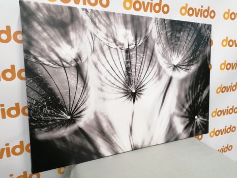 КАРТИНА НА ПЛАТНО – ГЛУХАРЧЕ В ЧЕРНО И БЯЛО - ЧЕРНО-БЕЛИ КАРТИНИ - КАРТИНИ