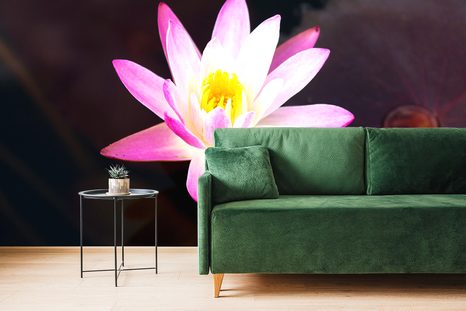 TAPETA RŮŽOVÉ LEKNÍN - TAPETY KVĚTINY - TAPETY