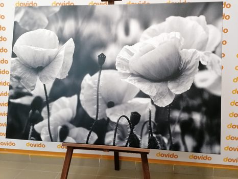 PIPACSOK A RÉTEN FEKETE FEHÉRBEN - FEKETE-FEHÉR KÉPEK - KÉPEK