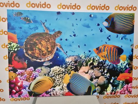 STAMPA SU TELA – MONDO SOTTOMARINO - QADRI DI ANIMALI MARINI - STAMPE E QUADRI