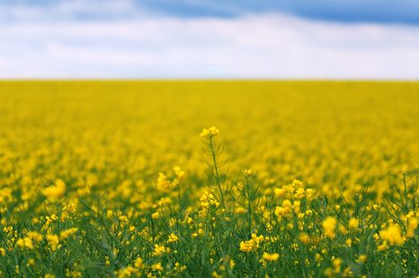 OBRAZ ŽLUTÉ POLE - OBRAZY PŘÍRODY A KRAJINY - OBRAZY