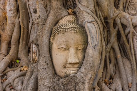 SELBSTKLEBENDE FOTOTAPETE BUDDHAS HEILIGER FEIGENBAUM - SELBSTKLEBENDE TAPETEN - TAPETEN