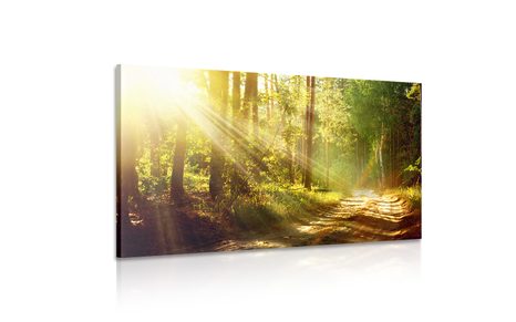 CANVAS SCHILDERIJ ZONNESTRALEN IN HET BOS - SCHILDERIJEN - MEGA UITVERKOOP TOT 70% 🔥