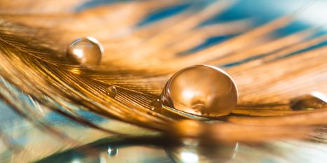 WANDBILD WASSERTROPFEN AUF GOLDENER FEDER - STILLLEBEN-BILDER - BILDER