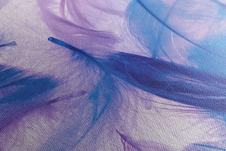 OBRAZ PIĘKNE PIÓRA - OBRAZY MARTWA NATURA - OBRAZY