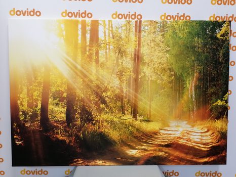 CANVAS SCHILDERIJ ZONNESTRALEN IN HET BOS - SCHILDERIJEN - MEGA UITVERKOOP TOT 70% 🔥