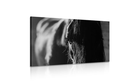 KÉP FENSÉGES LÓ FEKETE FEHÉRBEN - FEKETE-FEHÉR KÉPEK - KÉPEK