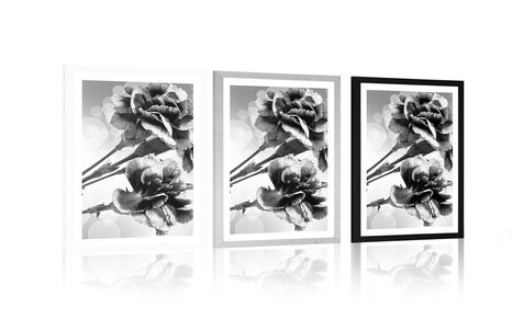 POSTER MIT PASSEPARTOUT BLÜTE DER NELKE IN SCHWARZ-WEISS - SCHWARZ-WEISS - POSTER