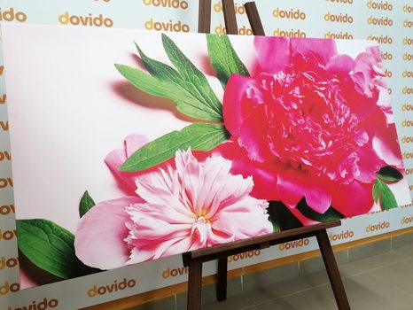 SLIKA POTONIKE V ROŽNATI BARVI - SLIKE ROŽ - SLIKE