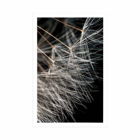 POSTER DANDELION BEAUTY - FLOWERS - POSTERS