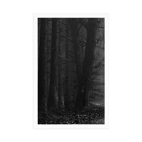 PLAKÁT TĚSTA V LESE V ČERNOBÍLÉM PROVEDENÍ - ČERNOBÍLÉ - PLAKÁTY