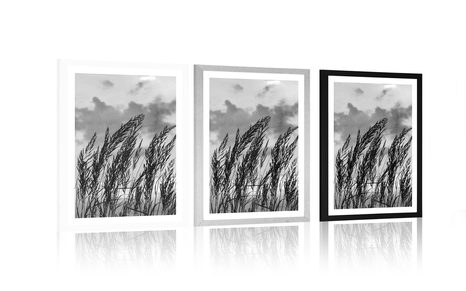 POSTER – ERBA IN BIANCO E NERO - NERO E BIANCO - POSTER