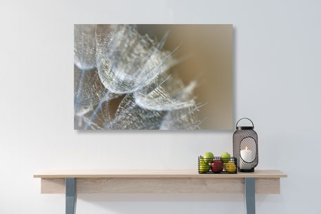 OBRAZ MAKRO PAMPELIŠKA NA POZADÍ - OBRAZY KVĚTŮ - OBRAZY