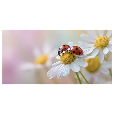 OBRAZ JARNÍ ROZKVETLÁ LOUKA - OBRAZY ZVÍŘAT - OBRAZY