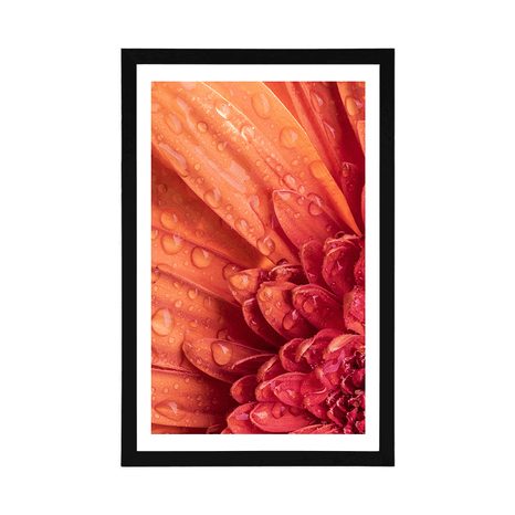 POSTER WITH MOUNT ORANGE GERBERA WITH DROPS OF WATER - FLOWERS - POSTERS