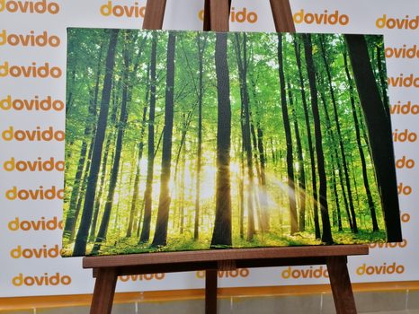 WANDBILD FRISCHER GRÜNER WALD - BILDER VON NATUR UND LANDSCHAFT - BILDER