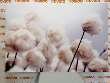 SLIKA ARKTIČNI CVETOVI BOMBAŽA - SLIKE ROŽ - SLIKE