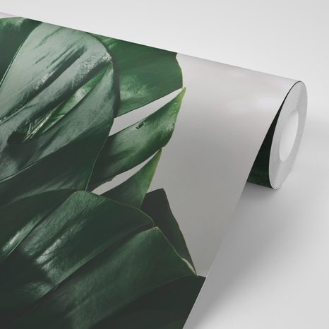 FOTOTAPETA LIST MONSTERY - TAPETY PŘÍRODA - TAPETY