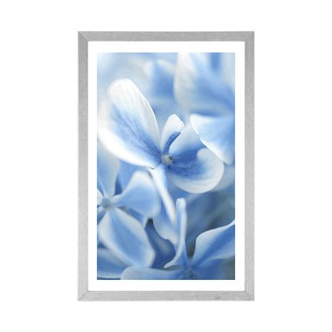 POSTER WITH MOUNT BLUE-WHITE HYDRANGEA FLOWERS - FLOWERS - POSTERS