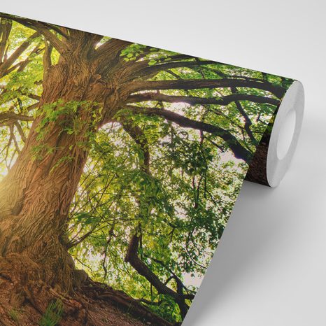 SAMOLEPÍCÍ FOTOTAPETA MAJESTÁTNÍ STROMY - SAMOLEPÍCÍ TAPETY - TAPETY