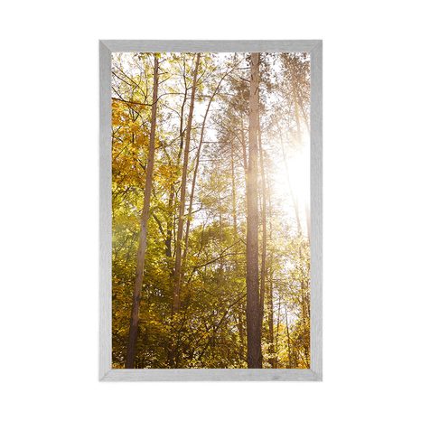 POSTER – FORESTA NEI COLORI AUTUNNALI - NATURA - POSTER